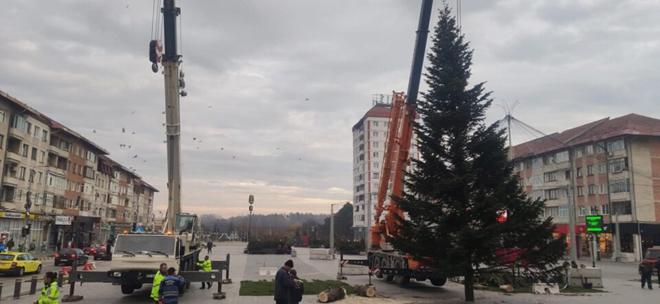 Bradul din centrul Sucevei, înlocuit pentru a se potrivi noilor instalații ornamentale