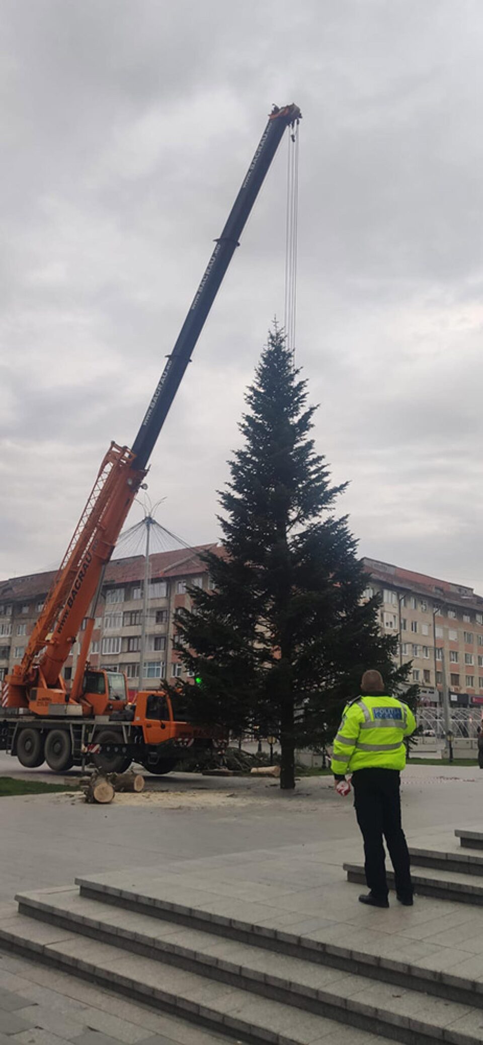 Bradul din centrul Sucevei, înlocuit pentru a se potrivi noilor instalații ornamentale cumpărate anul acesta