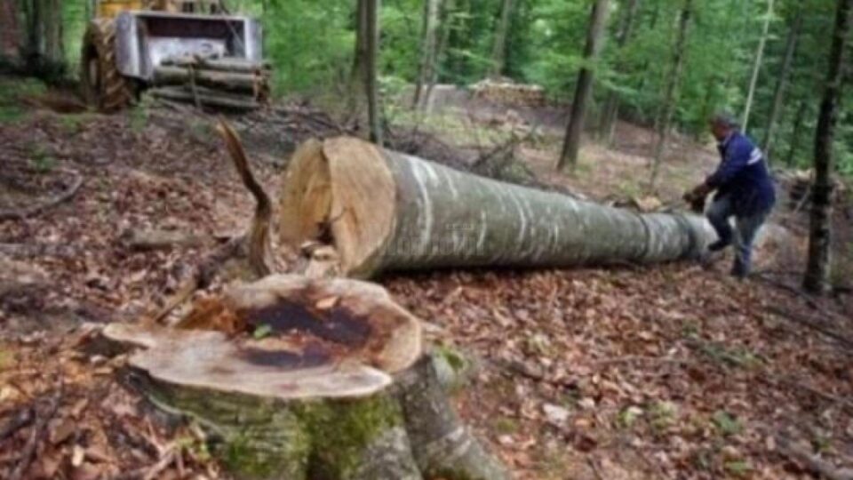 Arborele a căzut peste picioarele drujbistului și i-a provocat leziuni
