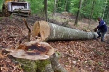 Arborele a căzut peste picioarele drujbistului și i-a provocat leziuni