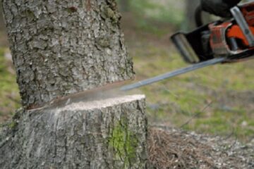 Un drujbist a suferit fracturi la ambele picioare după ce un arbore pe care îl tăiase l-a surprins în cădere. Foto infomures.ro