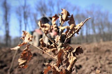 3,5 milioane de puieți forestieri vor fi plantați de RNP în campania de împăduriri de toamnă