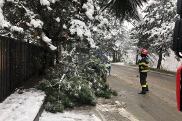 Arbori rupți sub greutatea zăpezii, în mai multe zone ale municipiului Suceava