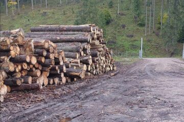 Sancțiuni de 100 de milioane de lei aplicate unui agent economic care tăia arbori din alte zone decât avea autorizație
