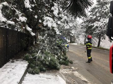 Arbori rupți sub greutatea zăpezii, în mai multe zone ale municipiului Suceava