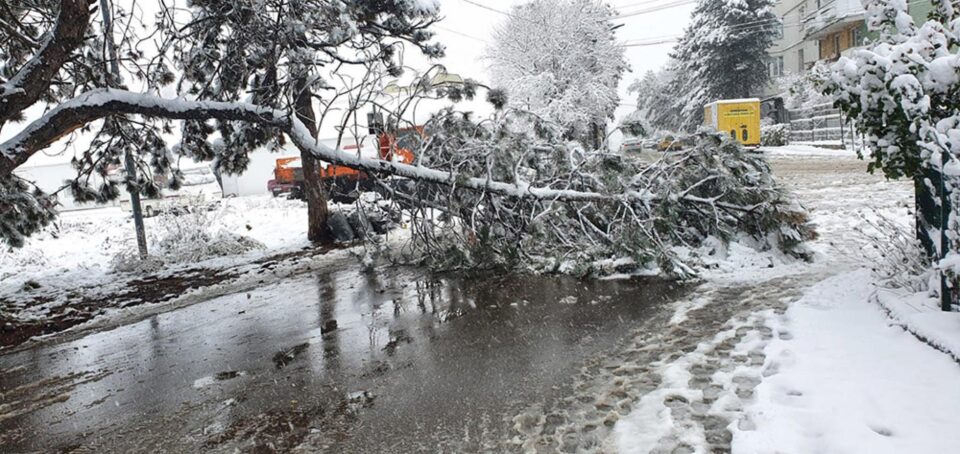 Arbori rupți sub greutatea zăpezii, în mai multe zone ale Sucevei