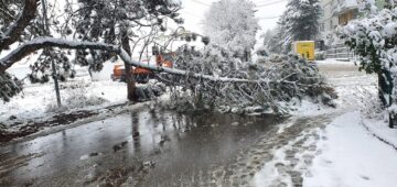 Arbori rupți sub greutatea zăpezii, în mai multe zone ale Sucevei