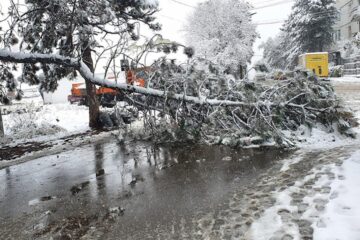 Arbori rupți sub greutatea zăpezii, în mai multe zone ale Sucevei
