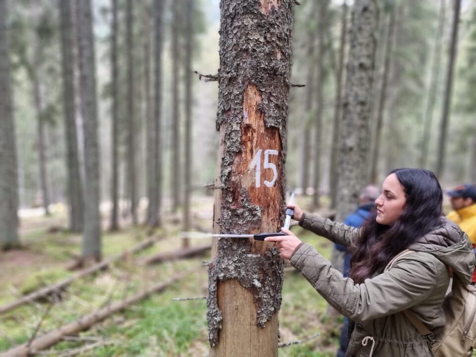 Studenți și profesori de la Facultatea de Silvicultură Suceava vor veni cu dovezi științifice privind vârsta reală a arborilor