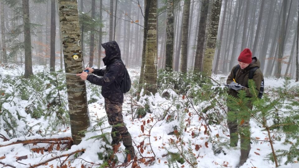 Studenți și profesori de la Facultatea de Silvicultură Suceava vor veni cu dovezi științifice privind vârsta reală a arborilor