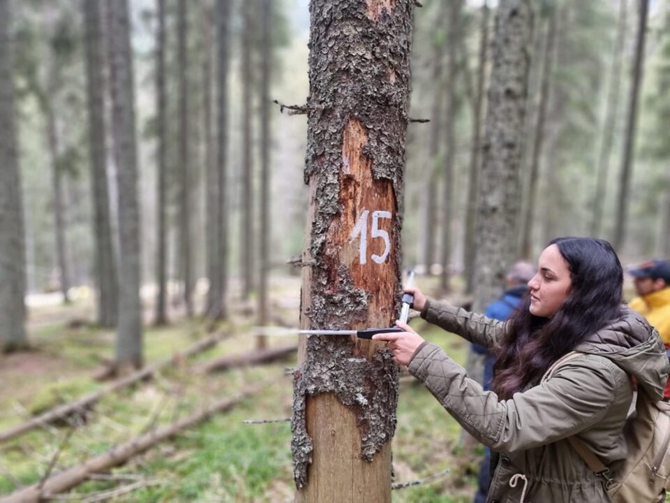 Studenți și profesori de la Facultatea de Silvicultură Suceava vor veni cu dovezi științifice privind vârsta reală a arborilor