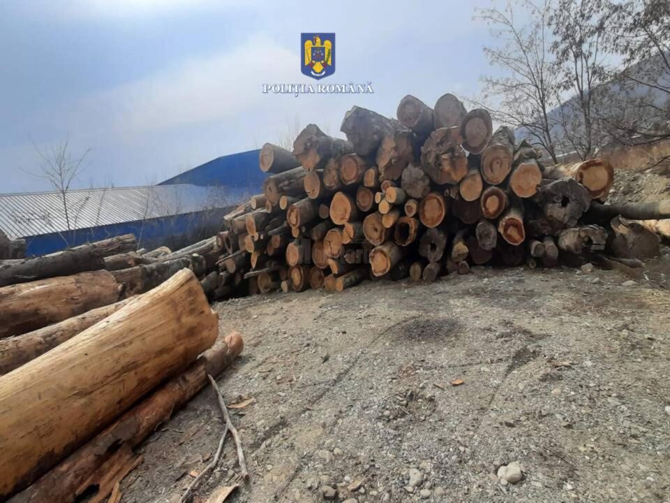 Amenzi mari și peste 110 mc lemn confiscat de la depozite care au emis avize fictive de transport