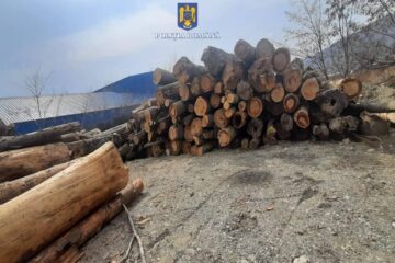 Amenzi mari și peste 110 mc lemn confiscat de la depozite care au emis avize fictive de transport