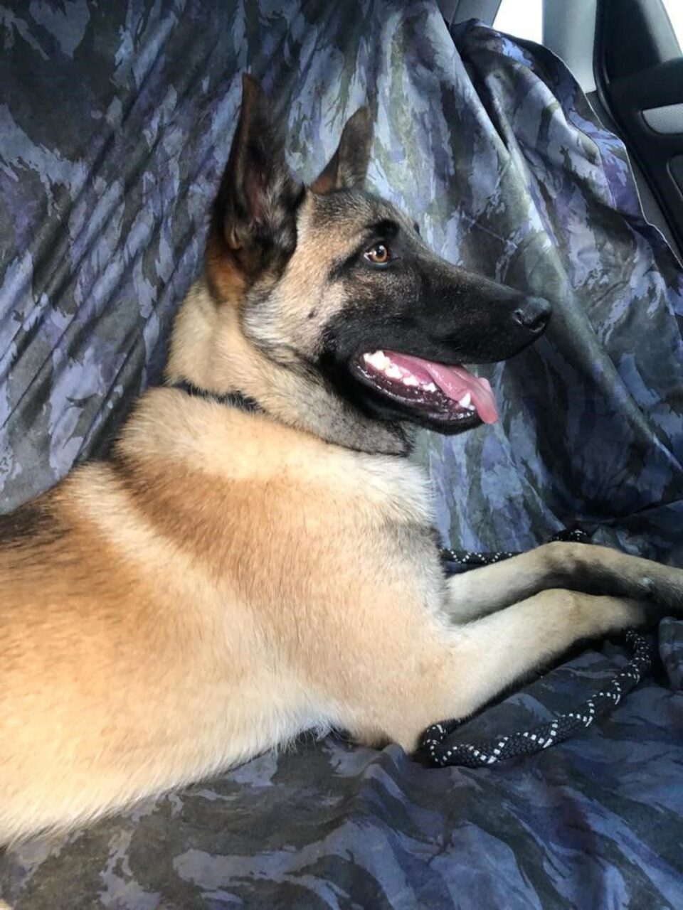 Câinele polițist Dima
