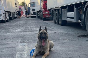 Câinele polițist Dima