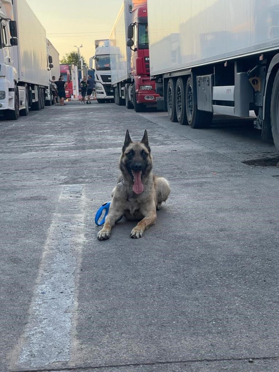 Câinele polițist Dima