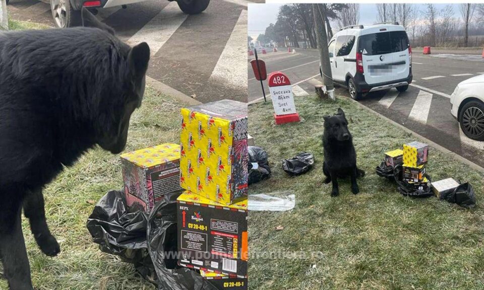 Obiecte pirotehnice găsite în PTF Siret cu ajutorul câinelui Nero
