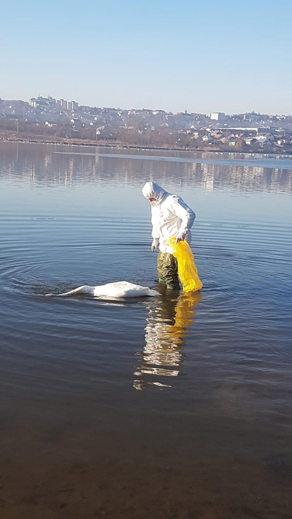 Lebede moarte pe lac, la Fălticeni