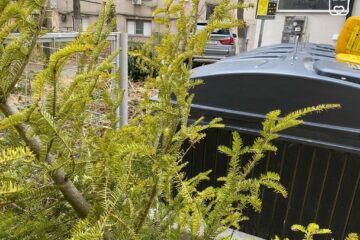 Brazii de Crăciun se depozitează lângă punctele de colectare a gunoiului, de unde vor fi preluați gratuit
