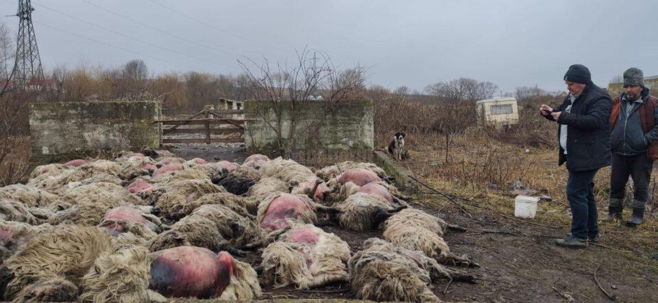 60 de oi sfâșiate la doi pași de Suceava. Câinii sălbăticiți sau șacalii ar fi putut provoca dezastrul