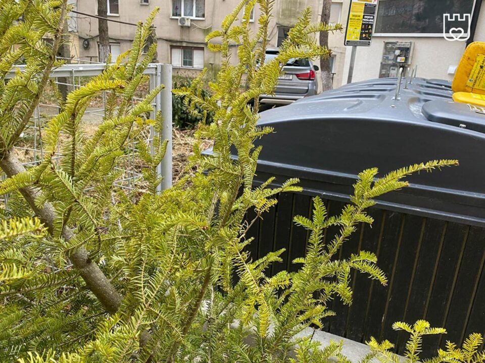 Brazii de Crăciun se depozitează lângă punctele de colectare a gunoiului, de unde vor fi preluați gratuit