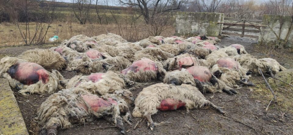 60 de oi sfâșiate la doi pași de Suceava. Câinii sălbăticiți sau șacalii ar fi putut provoca dezastrul