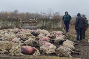 60 de oi sfâșiate la doi pași de Suceava. Câinii sălbăticiți sau șacalii ar fi putut provoca dezastrul