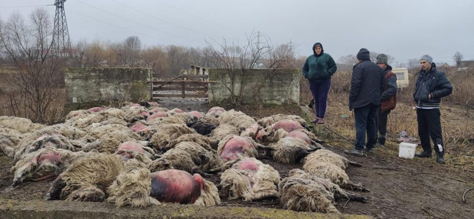 60 de oi sfâșiate la doi pași de Suceava