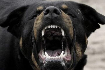 De la începutul anului, 27 de oameni mușcați de câini au ajuns la Spitalul de Urgență Suceava, iar anul trecut au fost peste 400