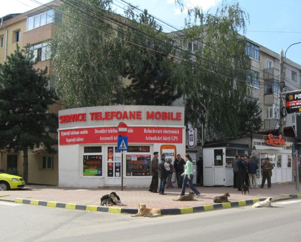 Câini vagabonzi pe străzile Sucevei