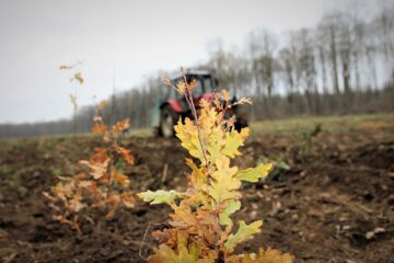 500 de milioane de euro sunt alocați prin PNRR pentru campania națională de împădurire