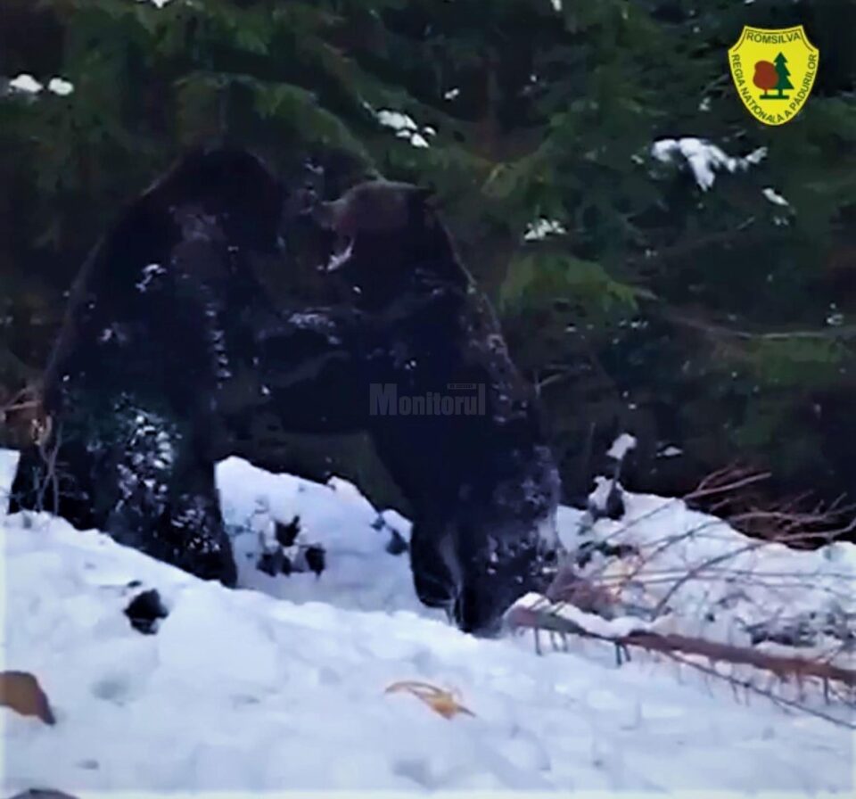 Spectaculoasă confruntare între urși într-o pădure din Suceava, la Broșteni