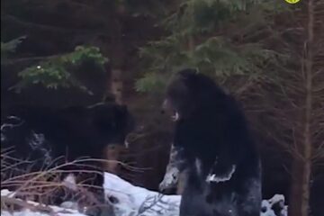 Spectaculoasă confruntare între urși într-o pădure din Suceava, la Broșteni