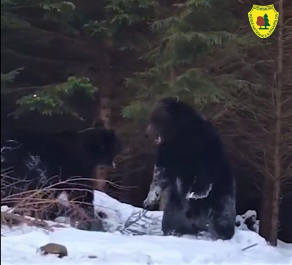 Spectaculoasă confruntare între urși într-o pădure din Suceava, la Broșteni