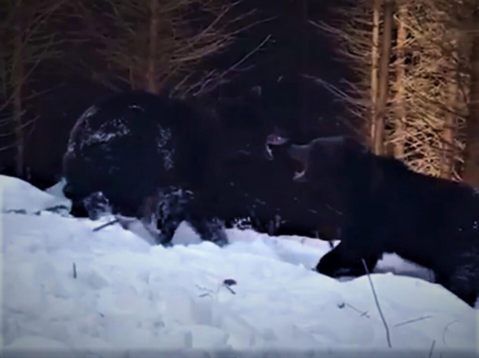 Spectaculoasă confruntare între urși într-o pădure din Suceava, la Broșteni
