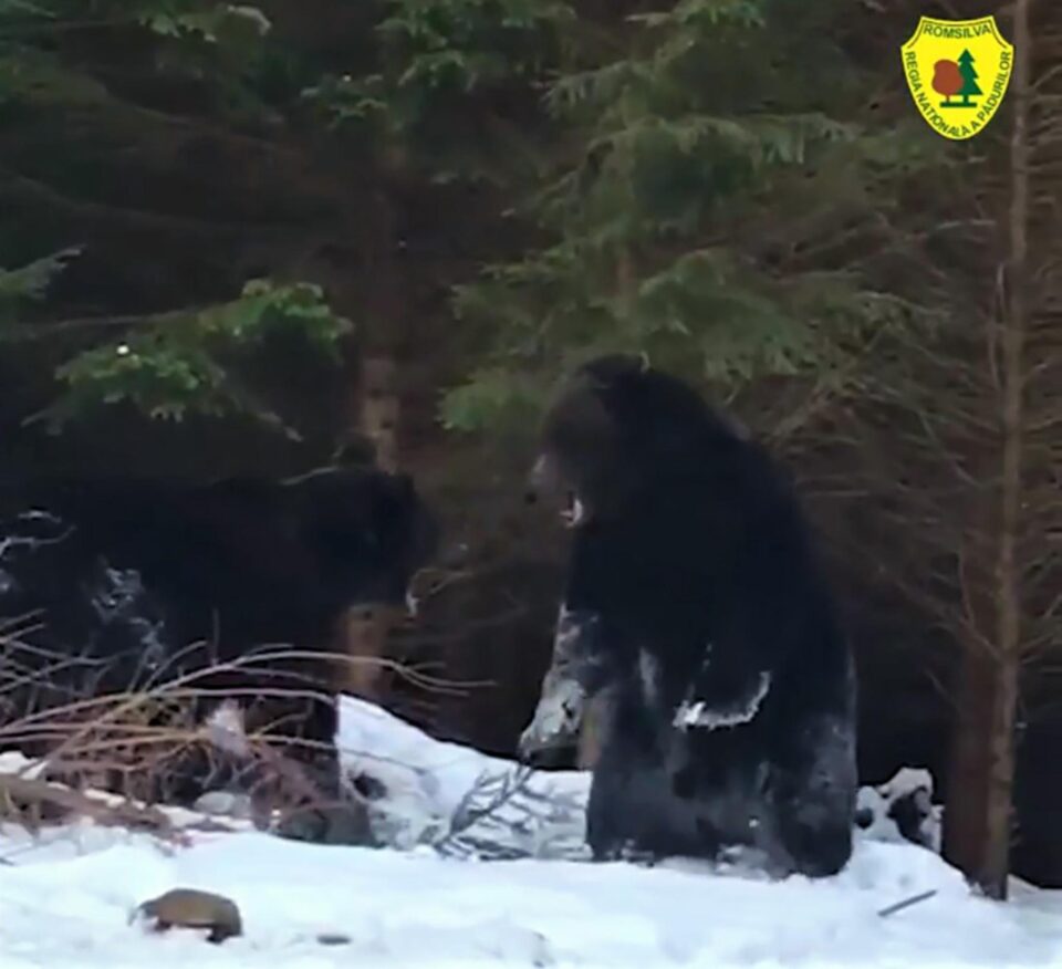 Spectaculoasă confruntare între urși într-o pădure din Suceava, la OS Broșteni