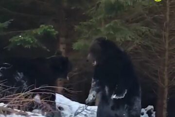 Spectaculoasă confruntare între urși într-o pădure din Suceava, la OS Broșteni