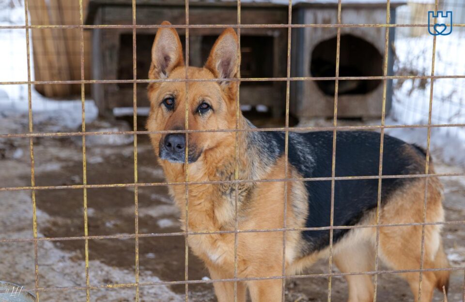 Aproape 1500 de câini abandonați pe străzile Sucevei au ajuns la adapost în ultimii doi ani