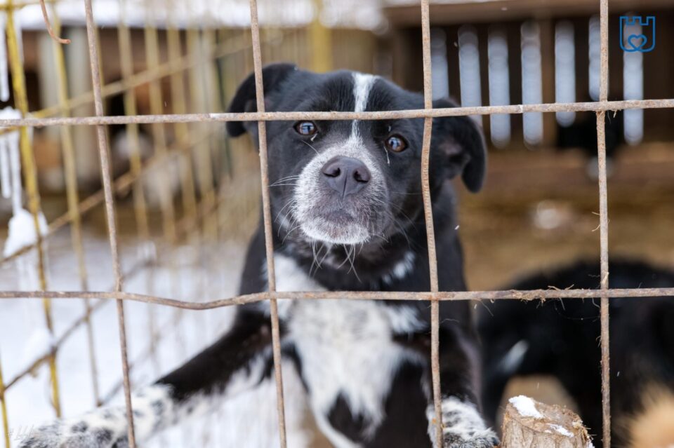 Aproape 1500 de câini abandonați pe străzile Sucevei au ajuns la adapost în ultimii doi ani