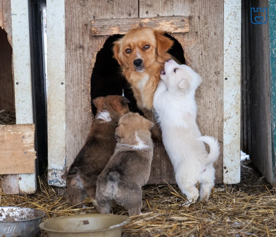 Aproape 1500 de câini abandonați pe străzile Sucevei au ajuns la adapost în ultimii doi ani