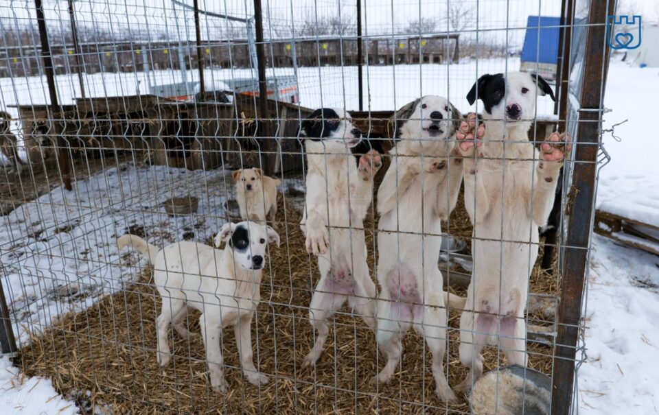 Aproape 1500 de câini abandonați pe străzile Sucevei au ajuns la adapost în ultimii doi ani Aproape 1500 de câini abandonați pe străzile Sucevei au ajuns la adapost în ultimii doi ani