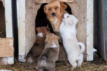 O nouă campanie de sterilizare pentru câini va începe în primăvară, la Suceava