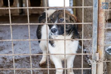 Aproape 1500 de câini abandonați pe străzile Sucevei au ajuns la adapost în ultimii doi ani