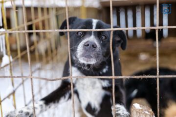 Aproape 1500 de câini abandonați pe străzile Sucevei au ajuns la adapost în ultimii doi ani