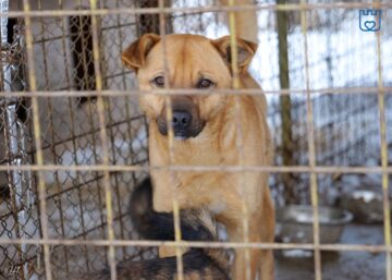 Aproape 1500 de câini abandonați pe străzile Sucevei au ajuns la adapost în ultimii doi ani