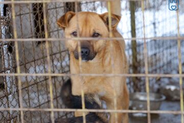 Un câine cu proprietar din Botoșani și altul cu proprietar din Sf. Ilie au fost capturați de pe străzile Sucevei