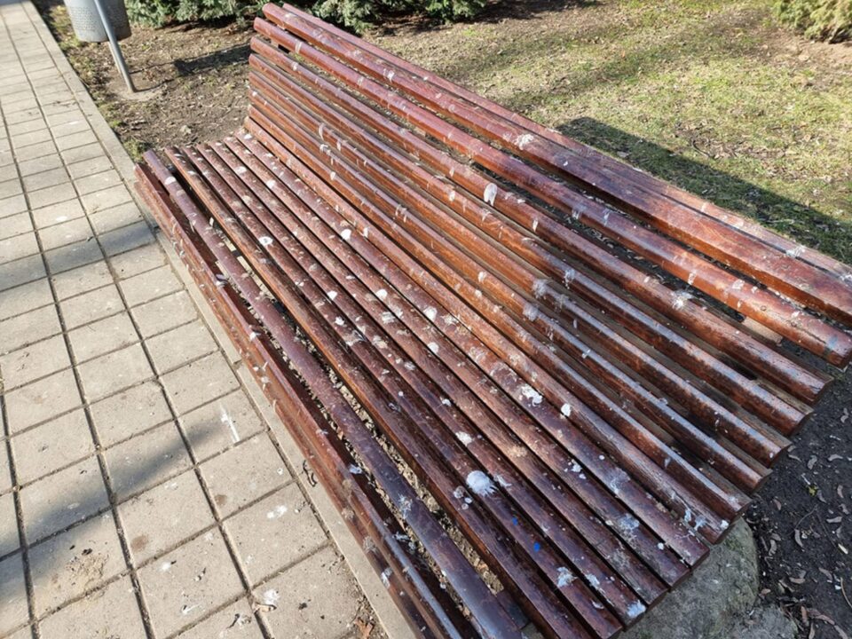 Băncile din parcuri, acoperite de găinaț, după ce un stol imens de ciori a poposit prin Suceava