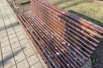 Băncile din parcuri, acoperite de găinaț, după ce un stol imens de ciori a poposit prin Suceava