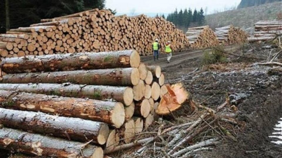 Angajatul Gărzii Forestiere Suceava este acuzat că a anulat avize de însoțire a materialelor lemnoase Angajatul Gărzii Forestiere Suceava este acuzat că a anulat avize de însoțire a materialelor lemnoase