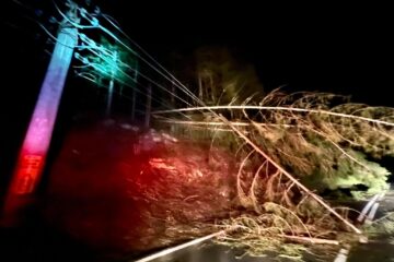 Căderi de arbori pe copaci și pe rețeaua de electricitate